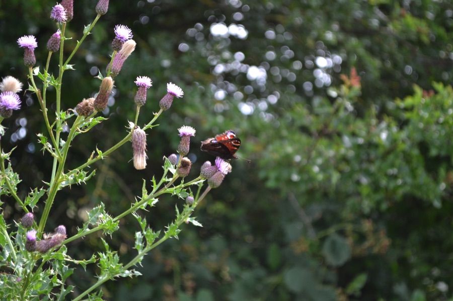 Peacock on thistle